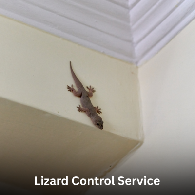 Lizard Control Service